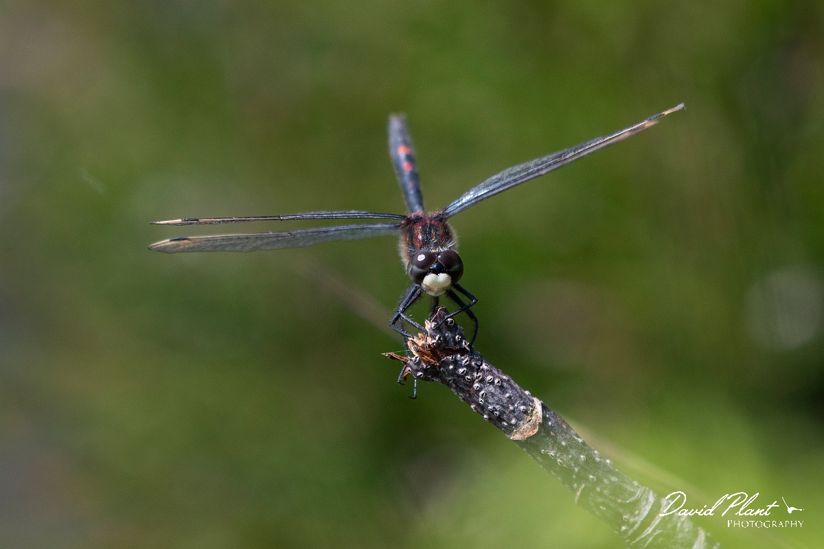 David Plant Photography - Wildlife Photography - White-faced darter - J.jpg - White-faced darter - Staffordshire