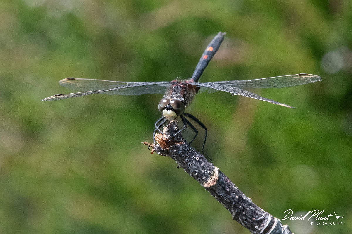 David Plant Photography - Wildlife Photography - White-faced darter - L.jpg - White-faced darter - Staffordshire