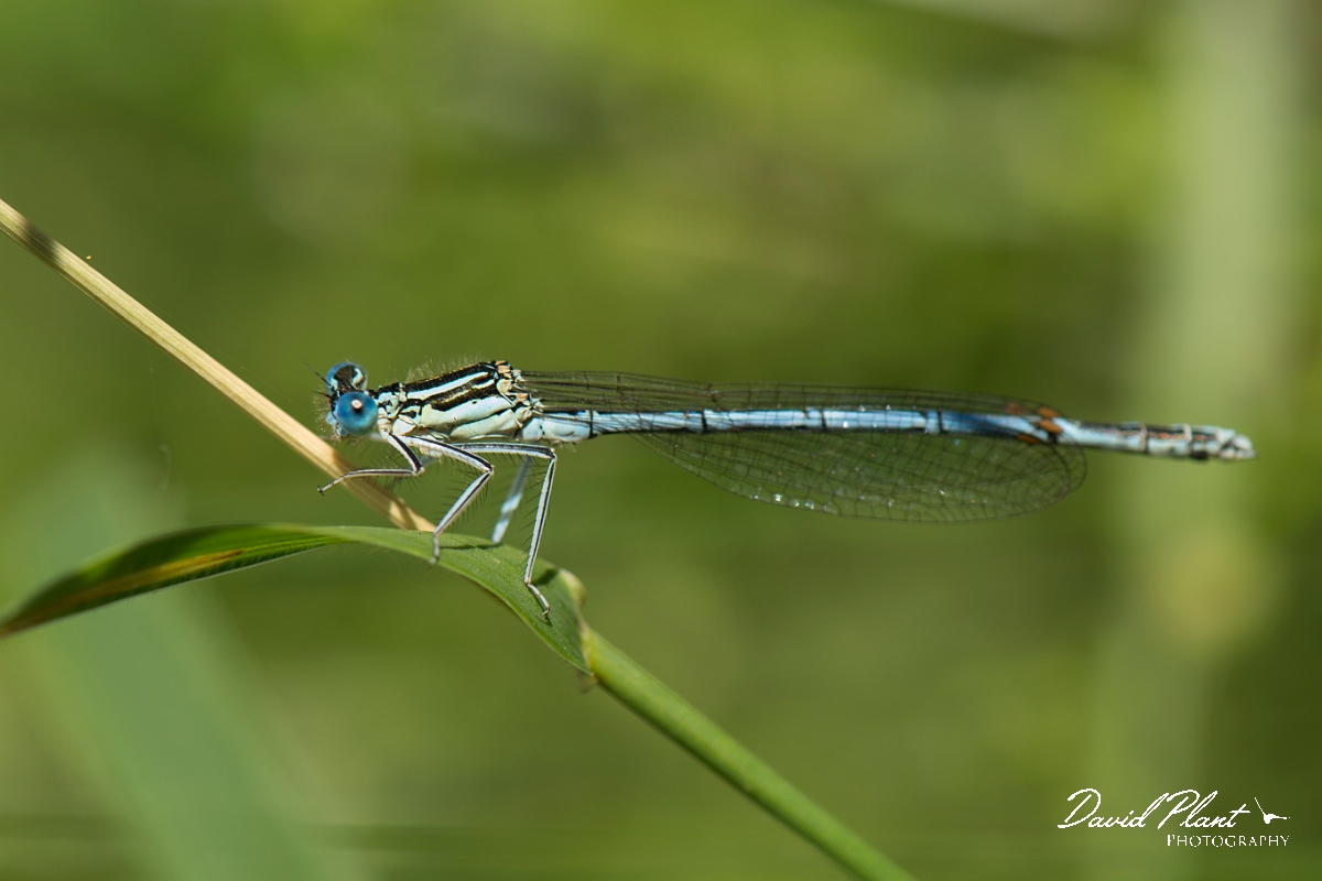 David Plant Photography - Wildlife Photography - White-legged damselfly - C.jpg - White-legged damselfly - Hertfordshire