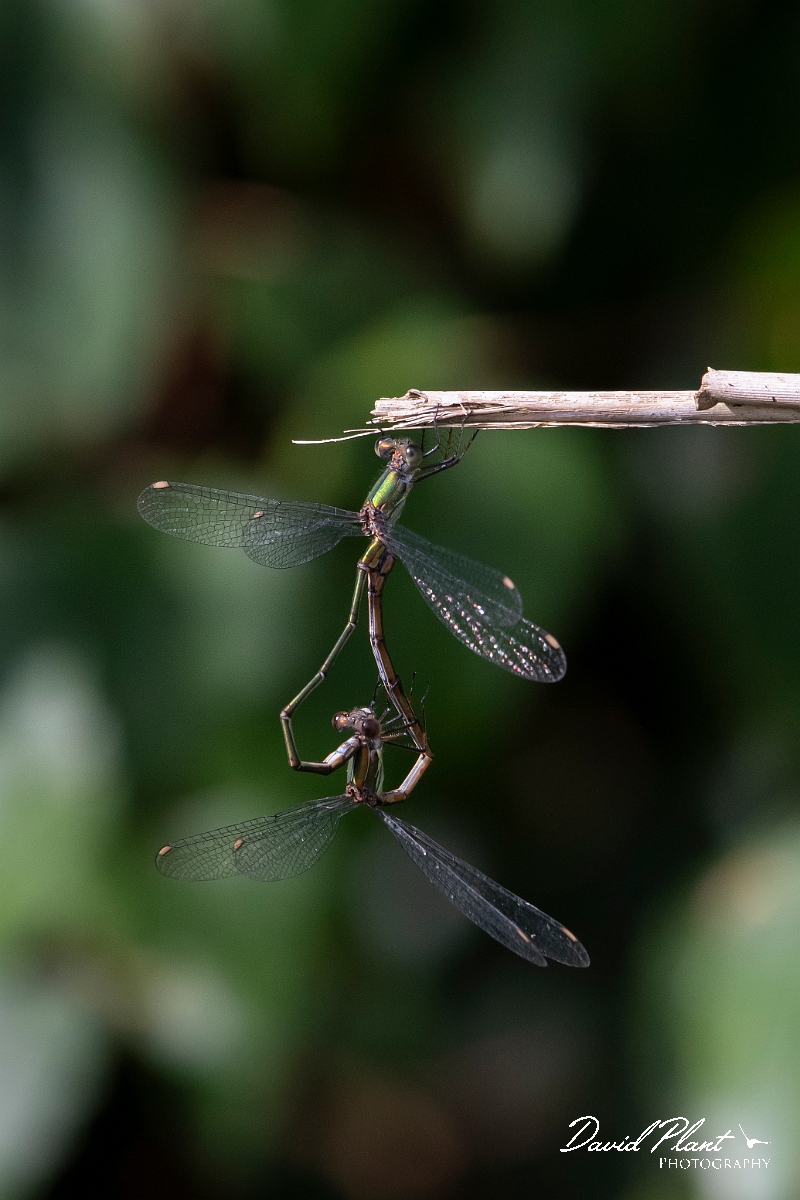 David Plant Photography - Wildlife Photography - Willow emerald damselfly - A.jpg - Willow emerald damselfly - Cambridgeshire