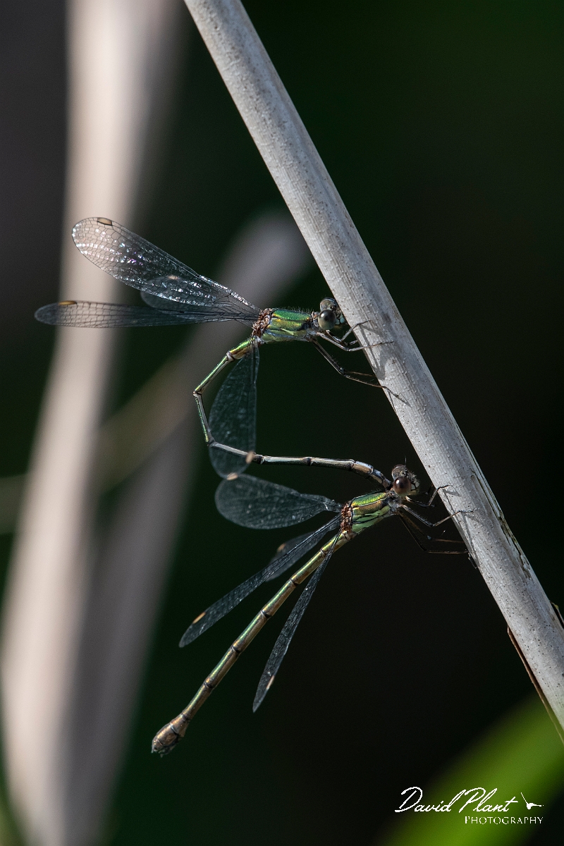 David Plant Photography - Wildlife Photography - Willow emerald damselfly - B.jpg - Willow emerald damselfly - Cambridgeshire