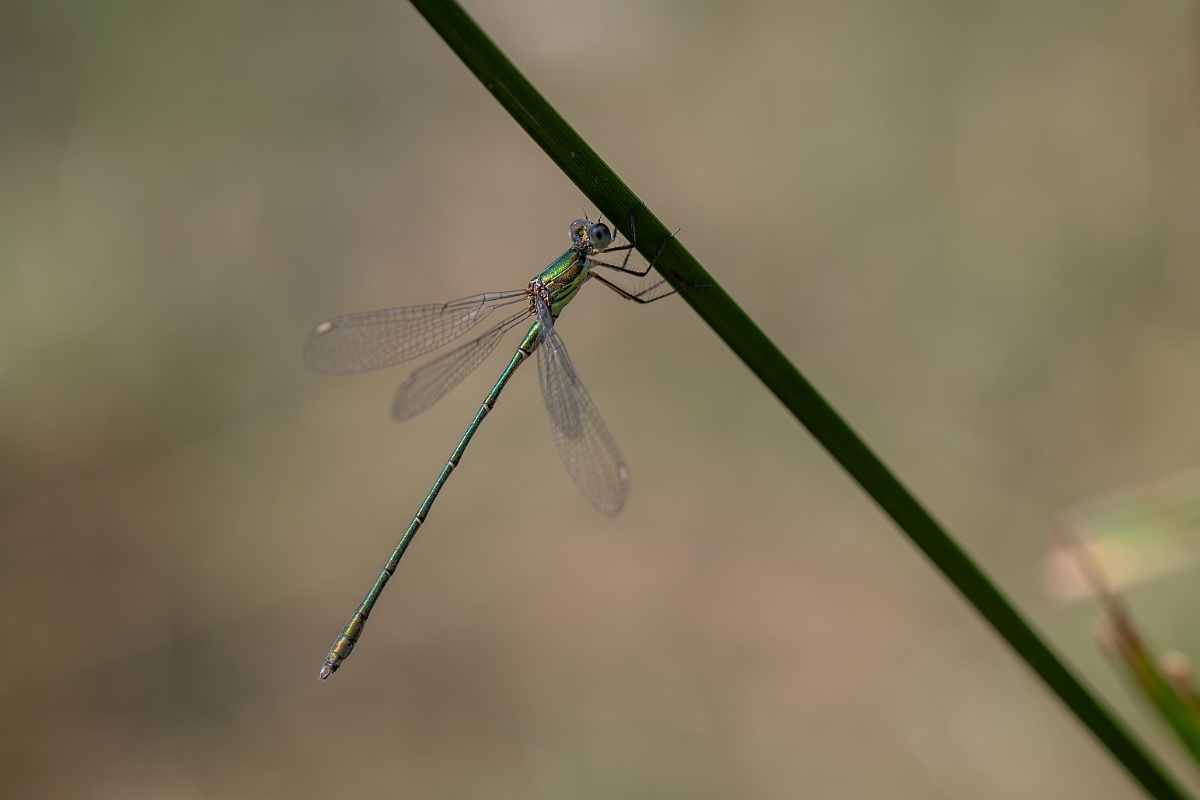 David Plant Photography - Wildlife Photography - Willow emerald damselfly - F.jpg - Willow emerald damselfly - Essex