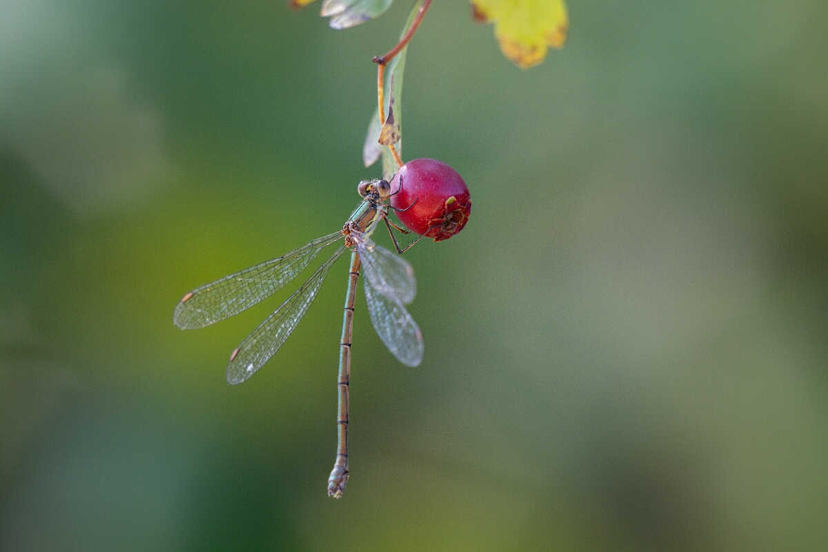 David Plant Photography - Wildlife Photography - Willow emerald damselfly - G.jpg - Willow emerald damselfly - Cambridgeshire
