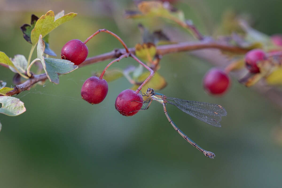 David Plant Photography - Wildlife Photography - Willow emerald damselfly - I.jpg - Willow emerald damselfly - Cambridgeshire