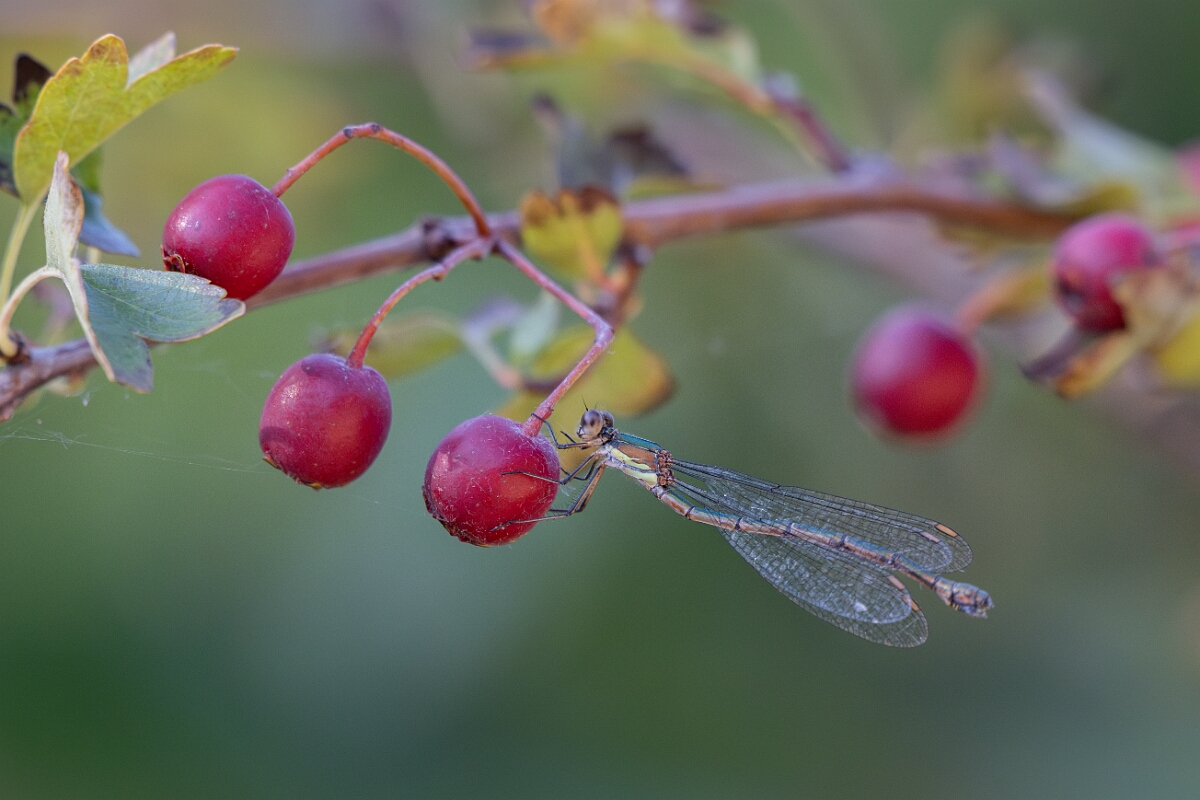 David Plant Photography - Wildlife Photography - Willow emerald damselfly - J.jpg - Willow emerald damselfly - Cambridgeshire