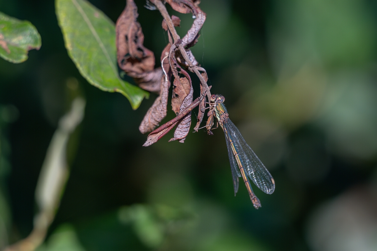David Plant Photography - Wildlife Photography - Willow emerald damselfly - K.jpg - Willow emerald damselfly - Cambridgeshire