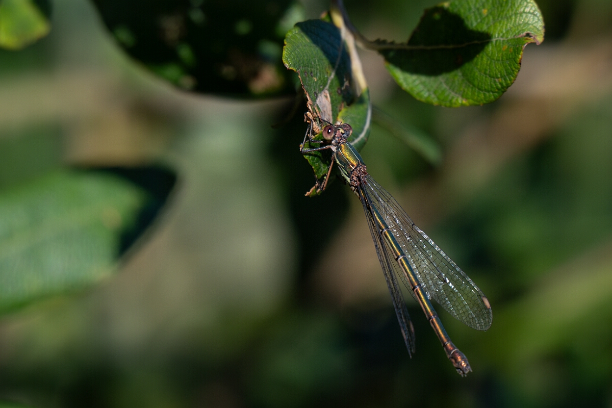 David Plant Photography - Wildlife Photography - Willow emerald damselfly - L.jpg - Willow emerald damselfly - Cambridgeshire