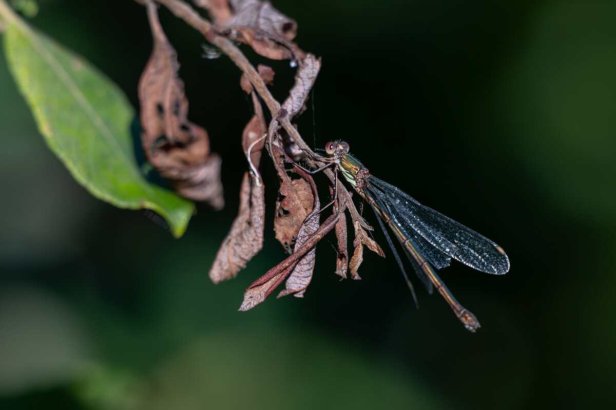 David Plant Photography - Wildlife Photography - Willow emerald damselfly - M.jpg - Willow emerald damselfly - Cambridgeshire