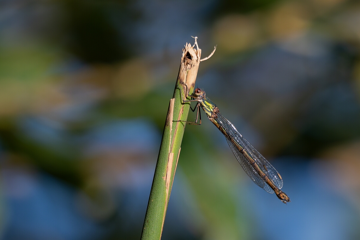 David Plant Photography - Wildlife Photography - Willow emerald damselfly - N.jpg - Willow emerald damselfly - Cambridgeshire