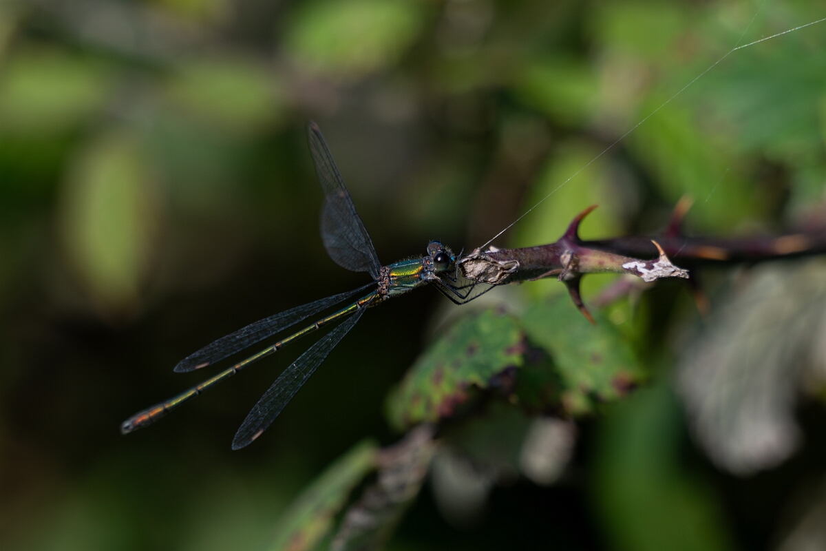 David Plant Photography - Wildlife Photography - Willow emerald damselfly - O.jpg - Willow emerald damselfly - Norfolk