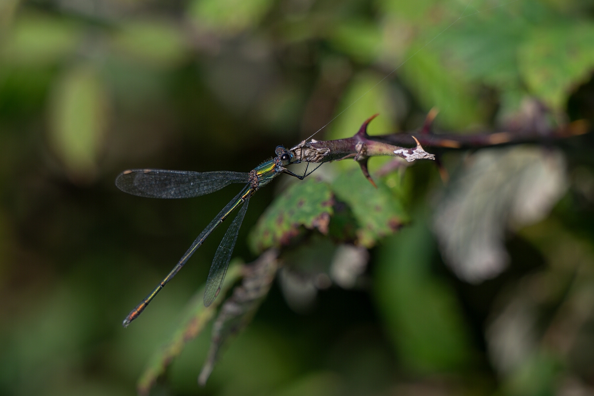 David Plant Photography - Wildlife Photography - Willow emerald damselfly - P.jpg - Willow emerald damselfly - Norfolk