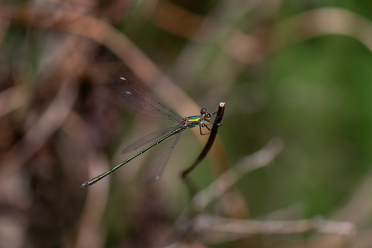 David Plant Photography - Wildlife Photography - Willow emerald damselfly - Q.jpg - Willow emerald damselfly - Cambridgeshire