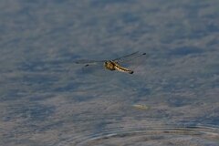 David Plant Photography - Wildlife Photography - Blue-tailed skimmer - I