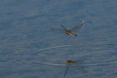 David Plant Photography - Wildlife Photography - Blue-tailed skimmer - J