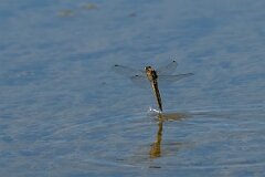 David Plant Photography - Wildlife Photography - Blue-tailed skimmer - K