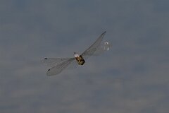 David Plant Photography - Wildlife Photography - Blue-tailed skimmer - M