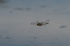 David Plant Photography - Wildlife Photography - Blue-tailed skimmer - N