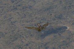 David Plant Photography - Wildlife Photography - Blue-tailed skimmer - O
