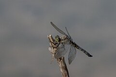 David Plant Photography - Wildlife Photography - Blue-tailed skimmer - P