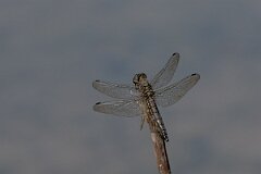 David Plant Photography - Wildlife Photography - Blue-tailed skimmer - Q