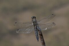 David Plant Photography - Wildlife Photography - Blue-tailed skimmer - R