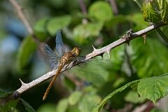 David Plant Photography - Wildlife Photography - Common darter - O