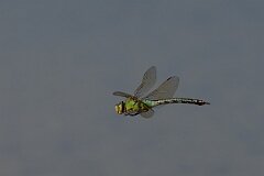 David Plant Photography - Wildlife Photography - Emperor dragonfly - AB