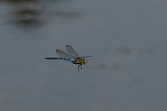 David Plant Photography - Wildlife Photography - Emperor dragonfly - AC