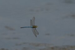 David Plant Photography - Wildlife Photography - Emperor dragonfly - AD
