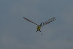 David Plant Photography - Wildlife Photography - Emperor dragonfly - AF