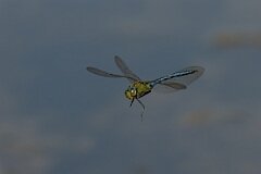 David Plant Photography - Wildlife Photography - Emperor dragonfly - AG