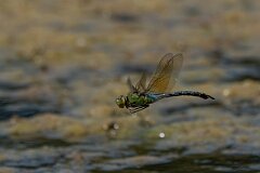 David Plant Photography - Wildlife Photography - Emperor dragonfly - AH