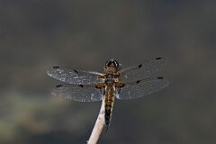 David Plant Photography - Wildlife Photography - Four-spotted chaser - R