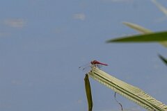 David Plant Photography - Wildlife Photography - Red-veined darter - A