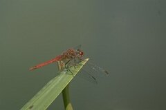 David Plant Photography - Wildlife Photography - Red-veined darter - B