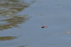 David Plant Photography - Wildlife Photography - Red-veined darter - D