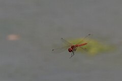 David Plant Photography - Wildlife Photography - Red-veined darter - E