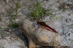 David Plant Photography - Wildlife Photography - Scarlet darter - A