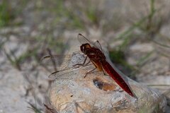 David Plant Photography - Wildlife Photography - Scarlet darter - C