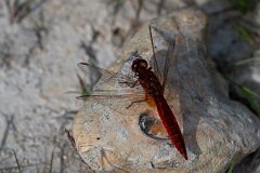 David Plant Photography - Wildlife Photography - Scarlet darter - D