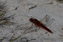 David Plant Photography - Wildlife Photography - Scarlet darter - F