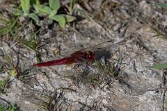 David Plant Photography - Wildlife Photography - Scarlet darter - H