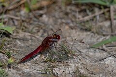 David Plant Photography - Wildlife Photography - Scarlet darter - I