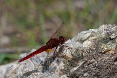David Plant Photography - Wildlife Photography - Scarlet darter - J