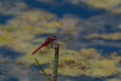David Plant Photography - Wildlife Photography - Scarlet darter - L