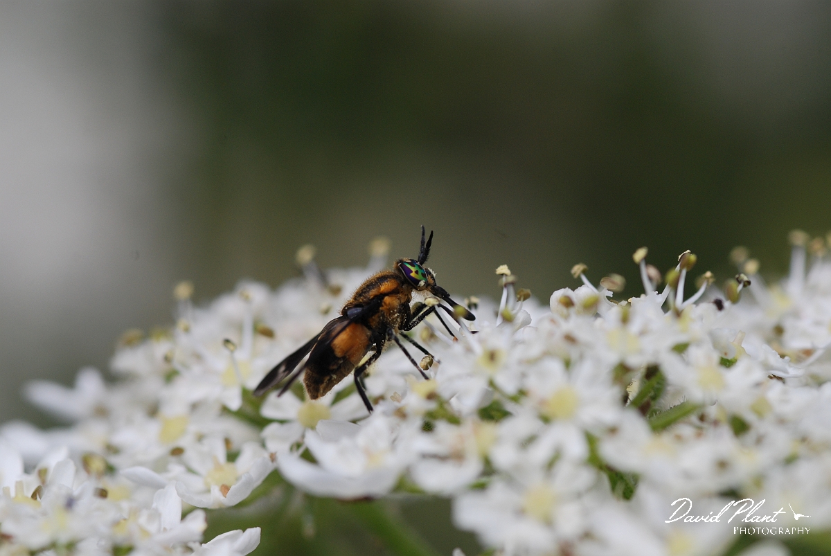 David Plant Photography - Wildlife Photographer - Splayed deerfly - A.JPG - Splayed deerfly, Chrysops caecutiens - Gloucestershire