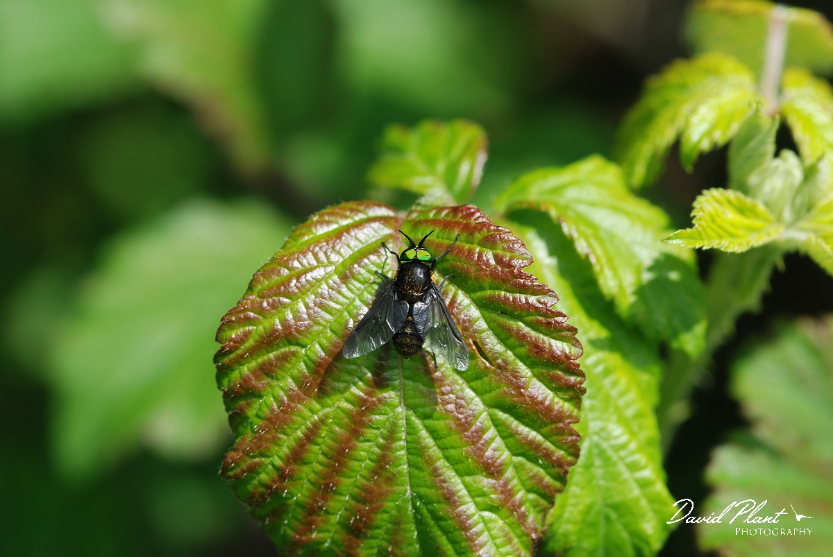David Plant Photography - Wildlife Photographer - Twin-lobed deerfly - A.JPG - Twin-lobed deerfly, Chrysops relictus - Gloucestershire