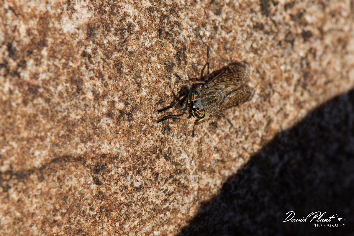David Plant Photography - Wildlife Photography - Notch-horned cleg, Haematopota pluvialis - D.jpg - Notch-horned cleg, Haematopota pluvialis - Highland