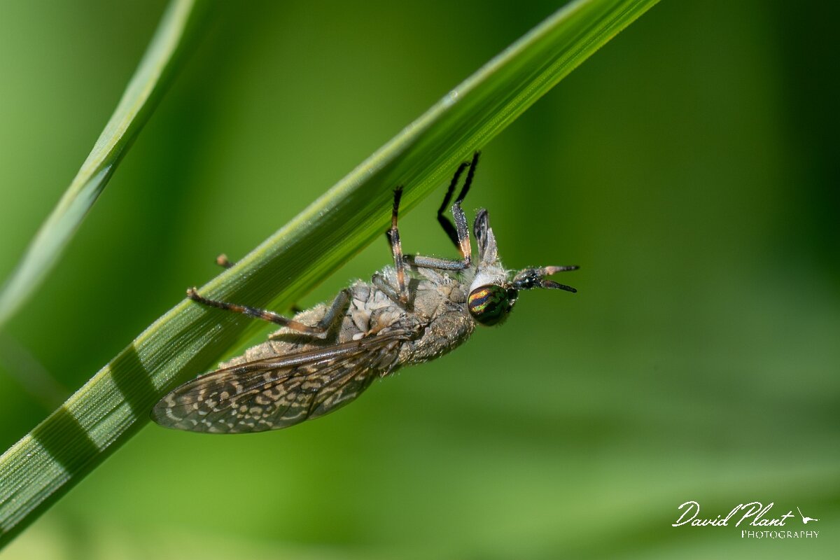 David Plant Photography - Wildlife Photography - Notch-horned cleg, Haematopota pluvialis - G.jpg - Notch-horned cleg, Haematopota pluvialis - North Somerset