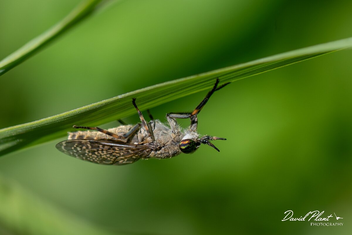 David Plant Photography - Wildlife Photography - Notch-horned cleg, Haematopota pluvialis - H.jpg - Notch-horned cleg, Haematopota pluvialis - North Somerset